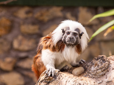 Cotton Top Tamarin