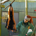 Red ruffed lemur hands in its habitat being fed by a red haired female keeper.