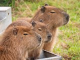 Capybara Image