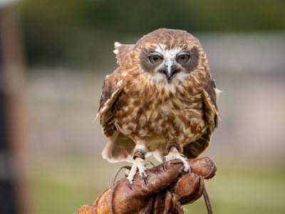 Boobook Owl