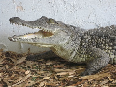 Nile Crocodile 1