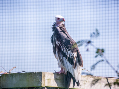 White Headed Vulture