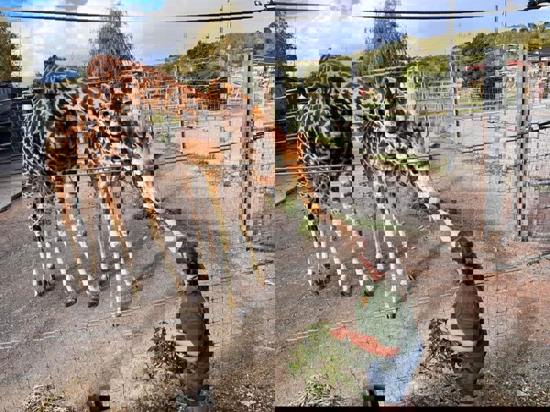 Africazookeepercameraroll (3)