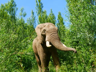Shaka African Elephant