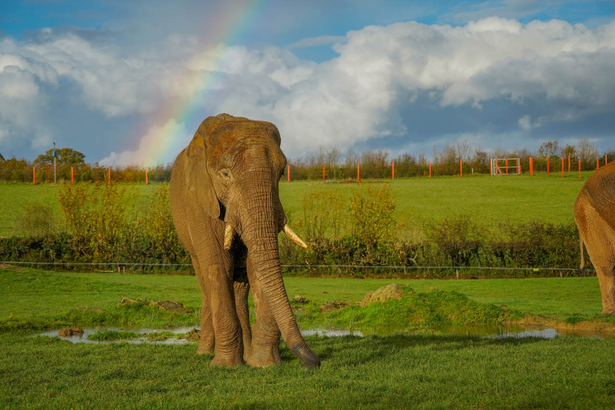 African Elephant Uli in elephant field with a rainbow in the background