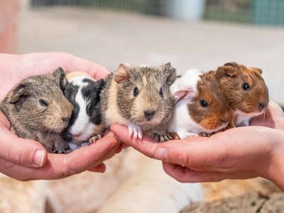 Guinea Pig
