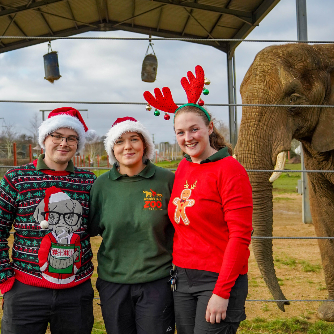 Elephant team, one male and two female keepers,  pose for photograph in their Christmas jumpers for Christmas Jumper Day, while African Elephant Uli watches from behind.