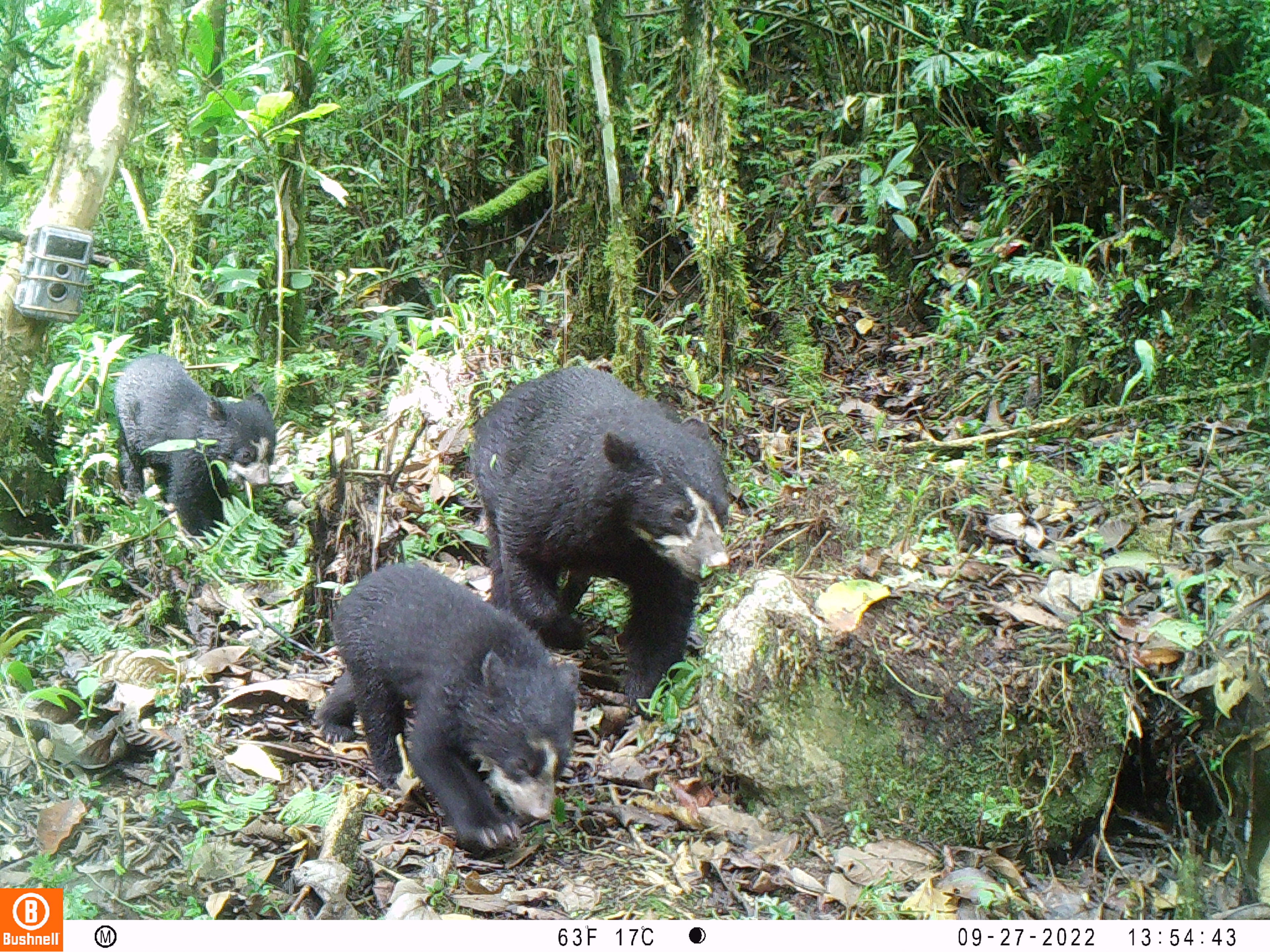 Andean bear families from camera trap in Peru