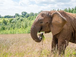 Elephanteden (10)