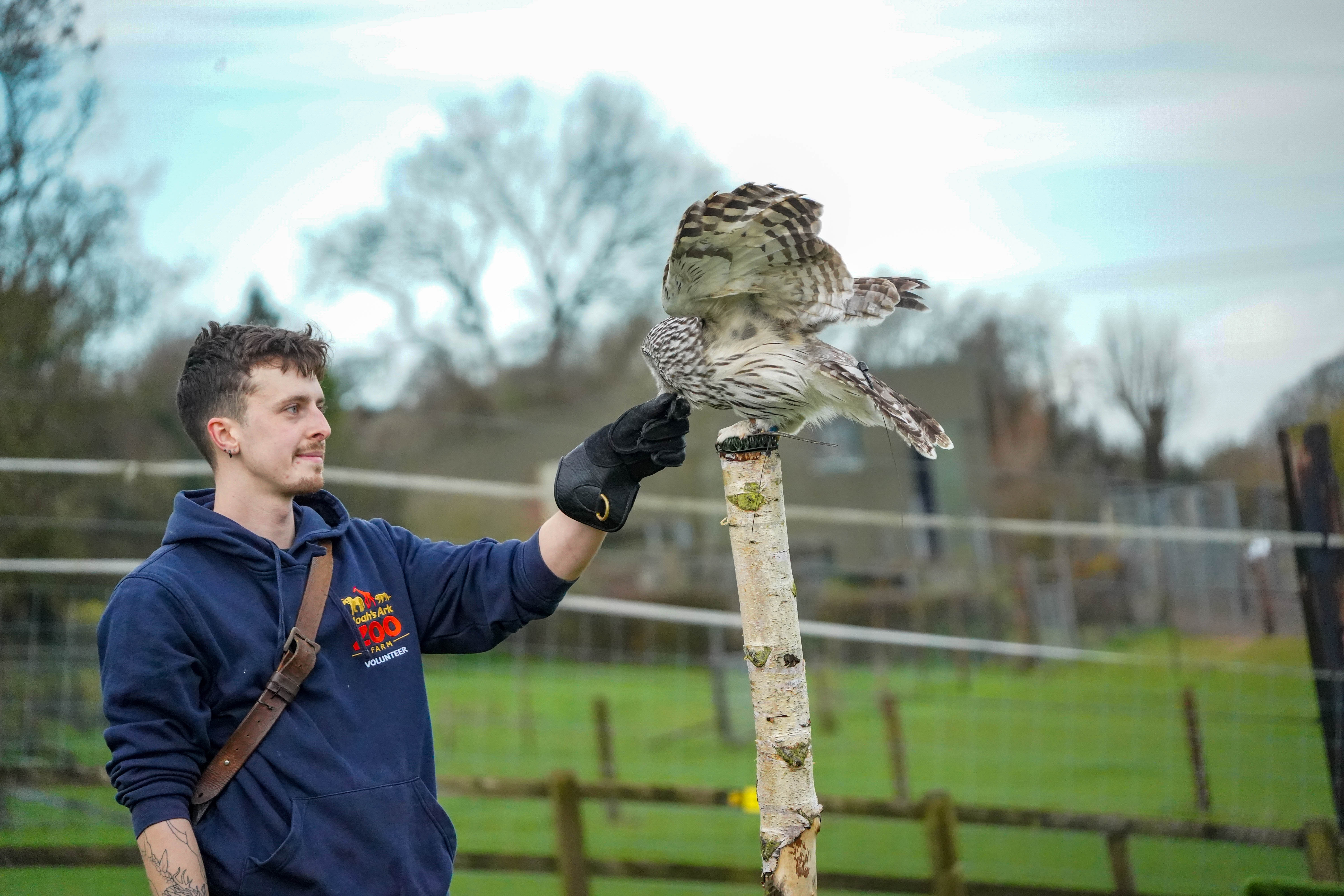 Owl sat on a post outside as a volunteer feeds it a treat. 