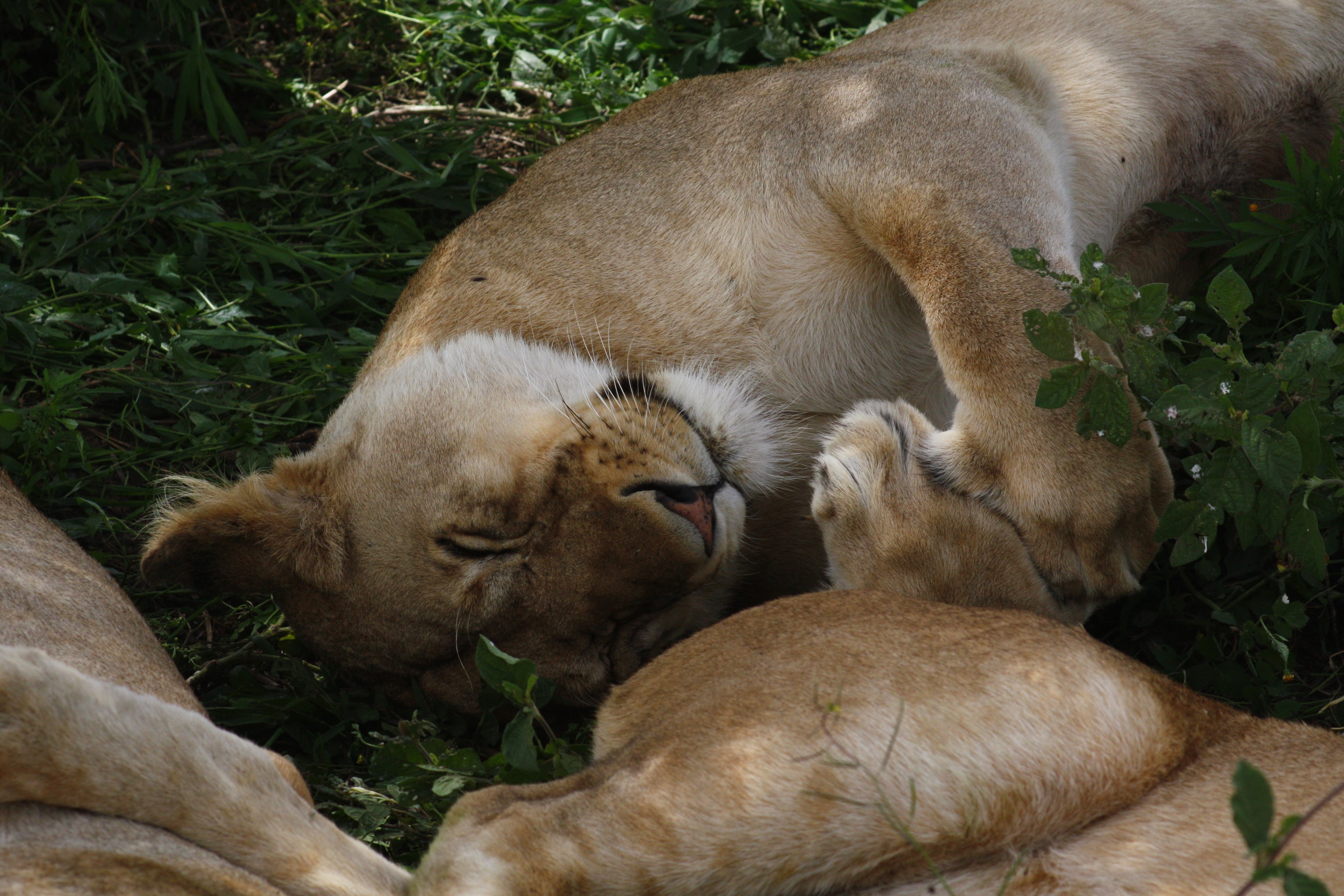 Wild lioness sleeps on green leaves