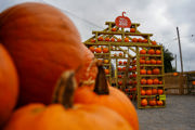 Pumpkinfestoctober2025 (20 Of 20)