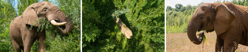 Elephant Forest