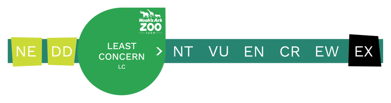 Least Concern (Inc. Bar)