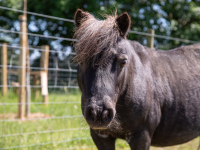 Shetland Pony