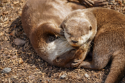 Asian Short Clawed Otters