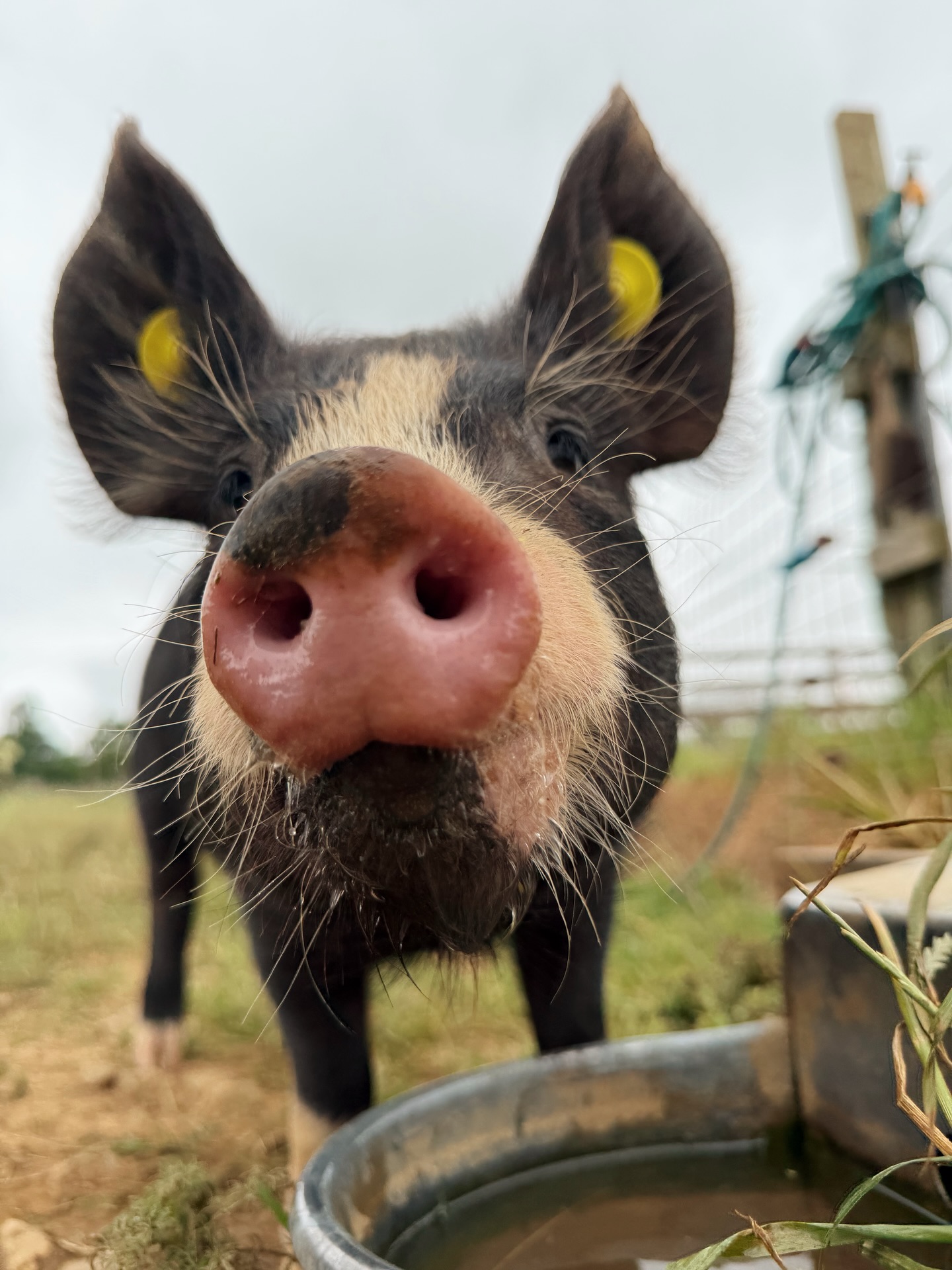 A Berkshire pig with black and white fur, with a pink snout looks at the camera, standing in front of a water bowl in a muddy field. 