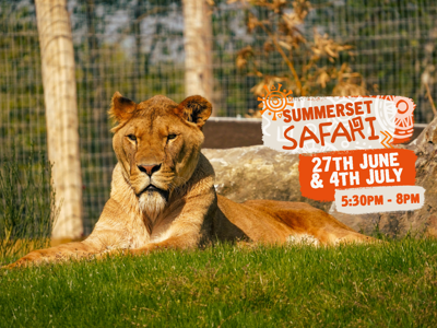 Summerset Safari