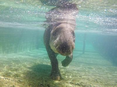 Brazilian Tapir