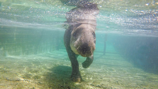Brazilian Tapir