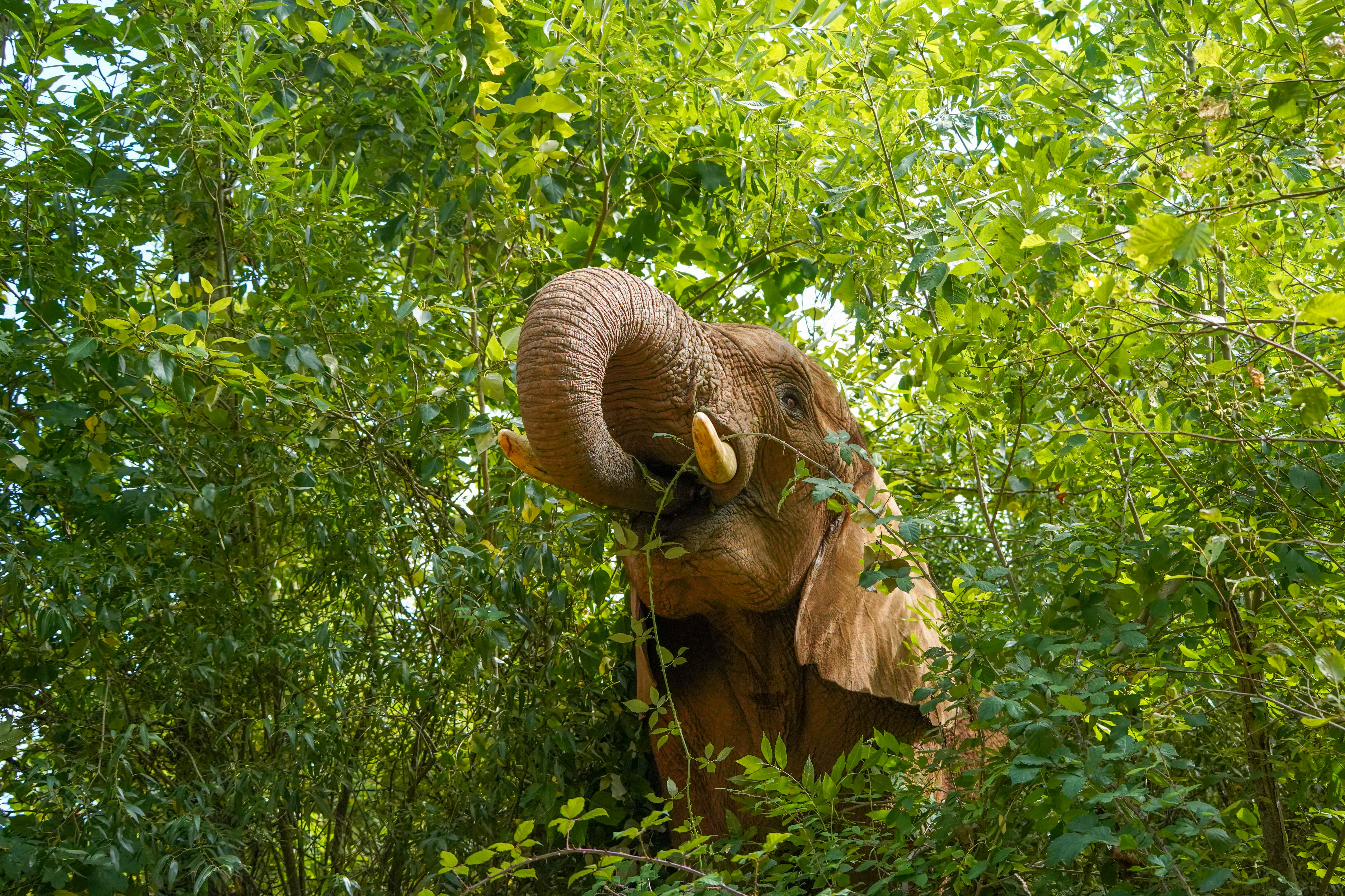 Africanelephantsplantationaugust2026 (29 Of 124)