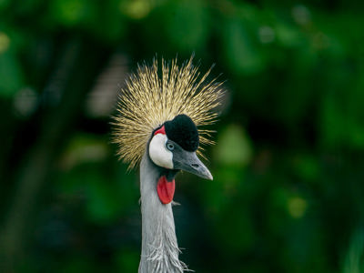 Crowned Cranes 2025 (1 Of 1)