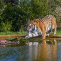 Rescued Tiger Aqua walks into his pool as he looks at a pile of meat.