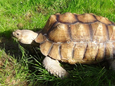 Sulcata Tortoise 1