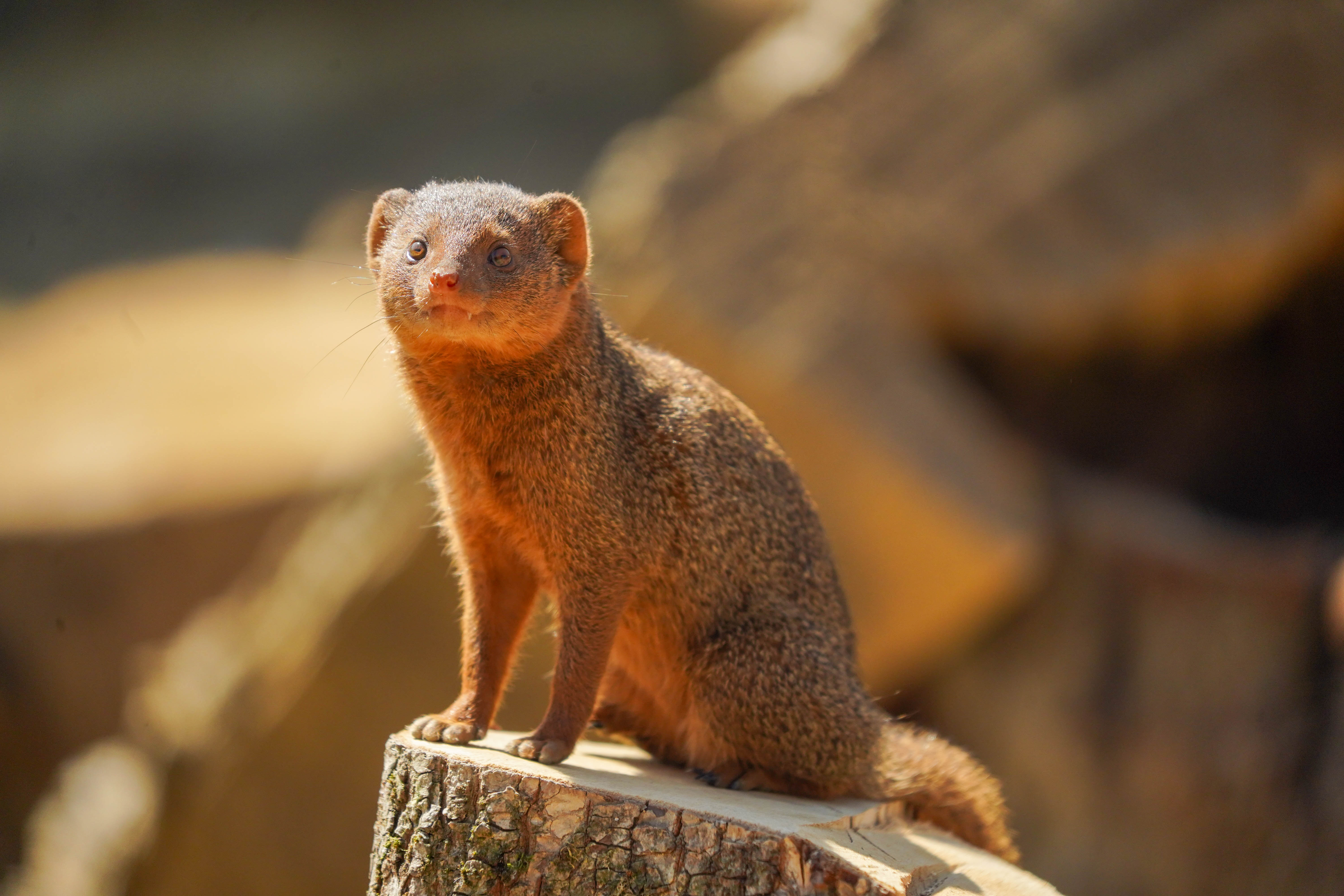 Dwarf Mongoose sits on a tree stump facing the camera. Background is blurred.