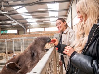 Capybara & Tapir Encounter 5