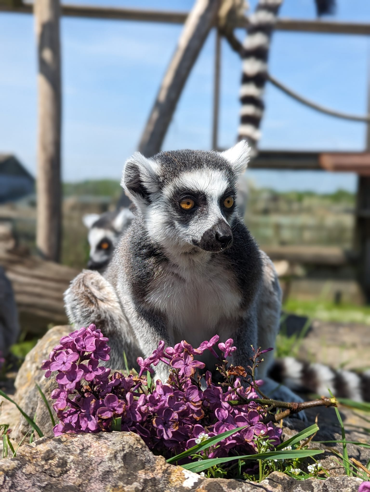 Ring tailed lemur with purple flowers 