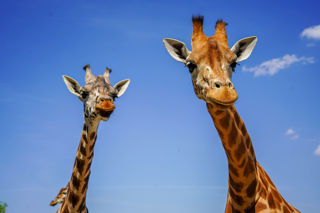 Giraffesmay2025 24 Of 31
