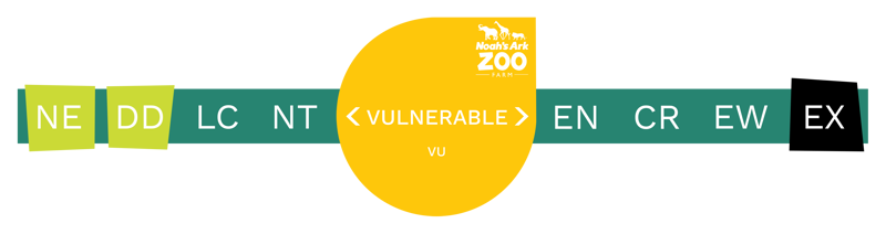 Vulnerable (Inc. Bar)