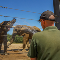 elephant keeper wearing a green top and cap spraying two African Bull elephants with water.