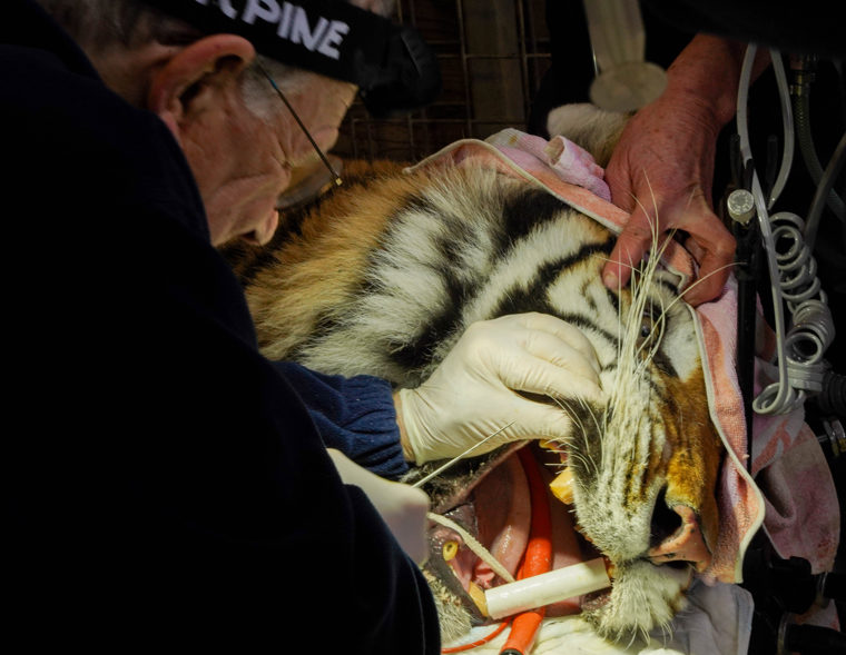 Aqua The Rescue Tiger Receives Dental Care