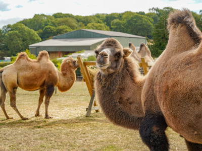 Camelaugust2025. (1 Of 2)