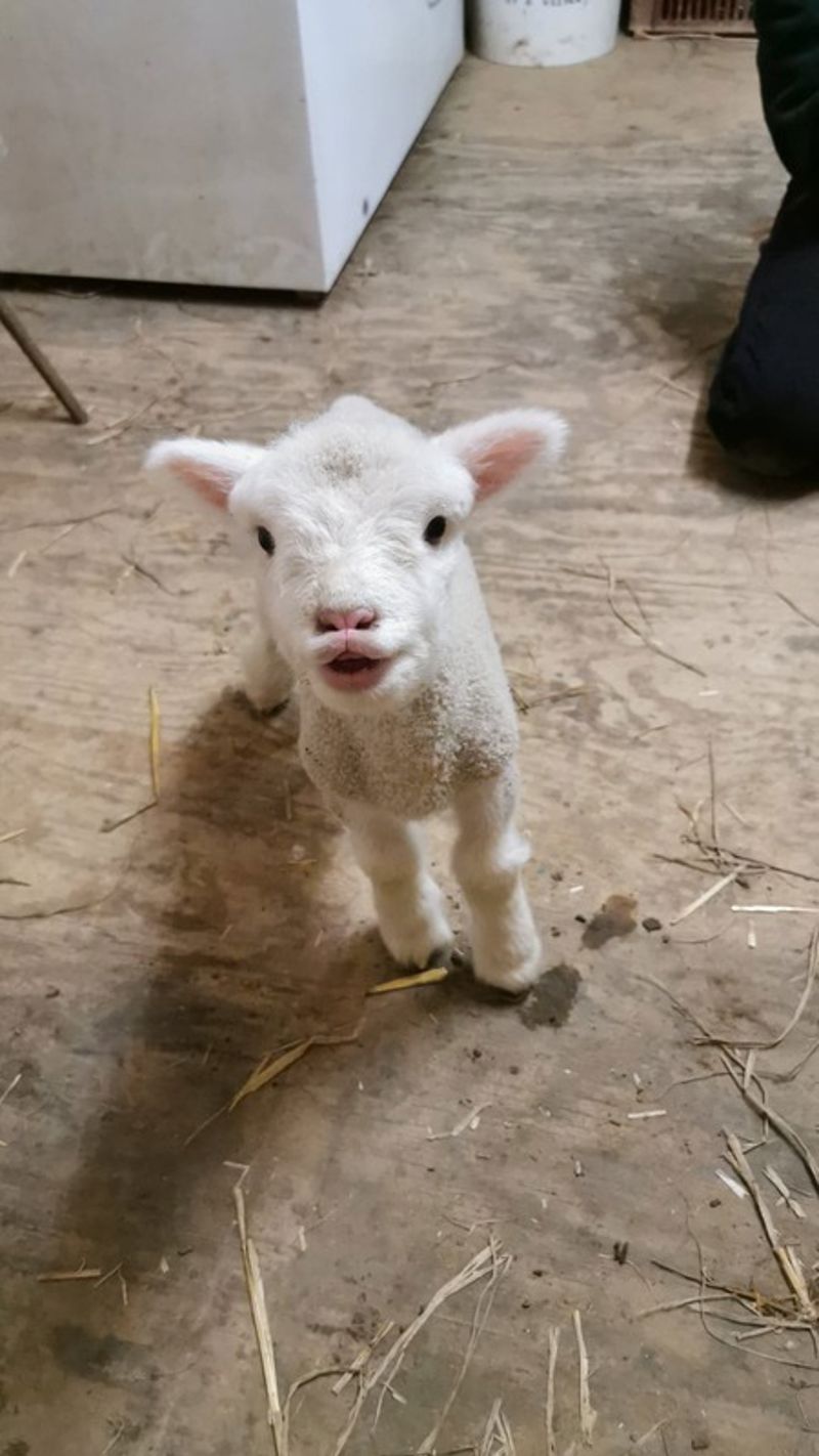 Lambs (1)