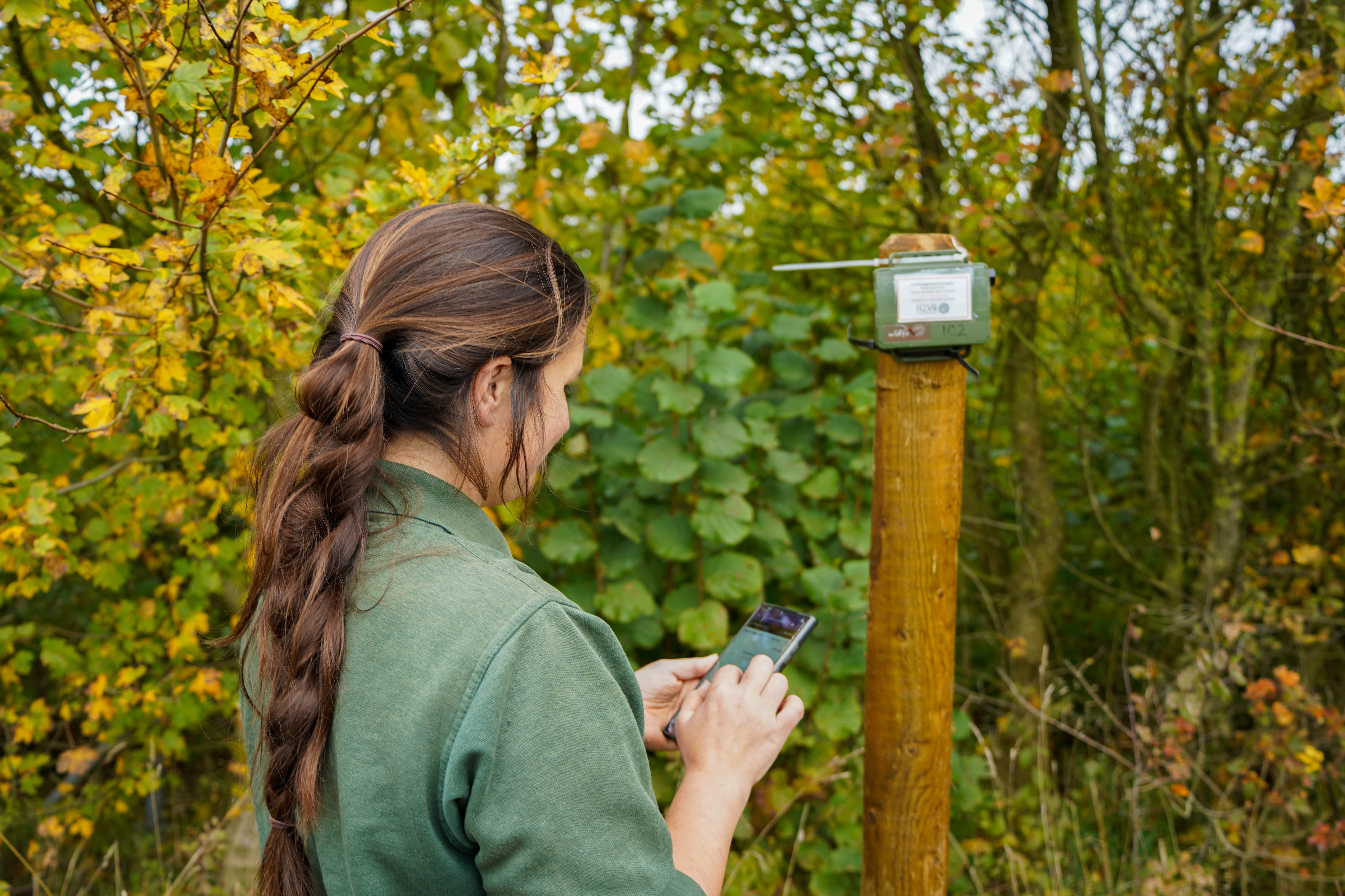 Female keeper with brown hair installs a bat monitor