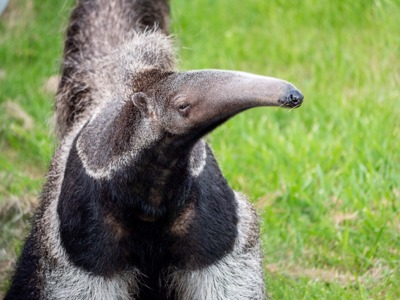 Giant Anteater