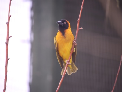 Village Weaver
