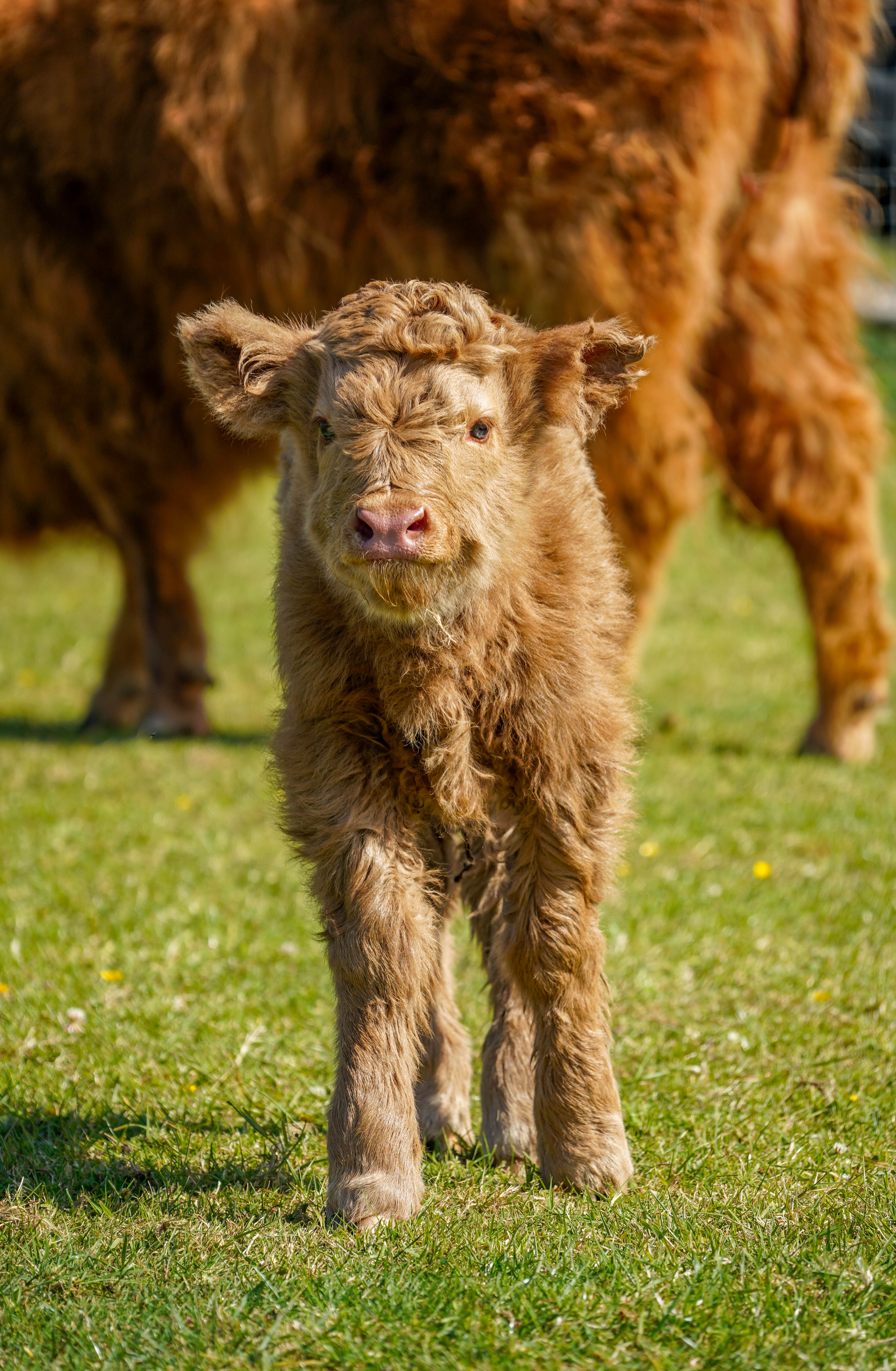 Matildahighlandcalfjune2025 8 (1)