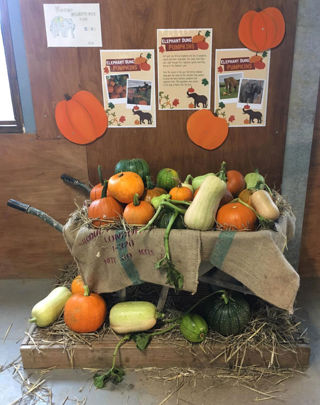 Elephant Dung Pumpkin Patch