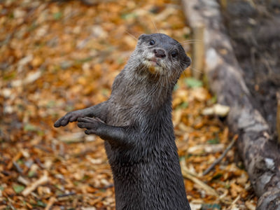 OtterNoahsarkzoofarm