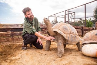 Keeper With Giant Tortoise