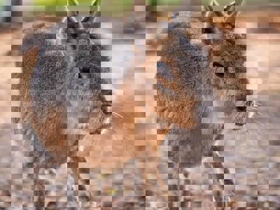 Mara