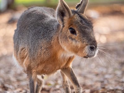 Mara