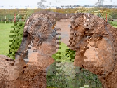 Elephants