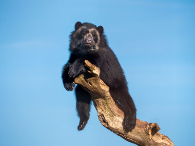 Andean Bear