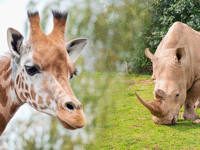 Giraffe & Rhino Encounter 7