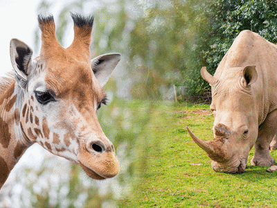 Giraffe & Rhino Encounter 7